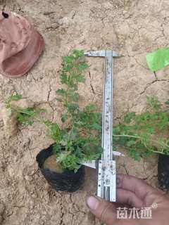 高度10厘米细叶美女樱