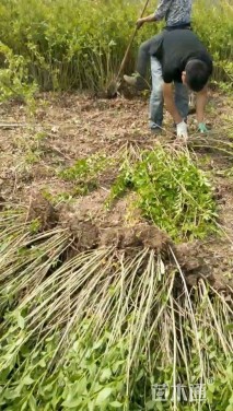 高度40厘米金钟花小苗