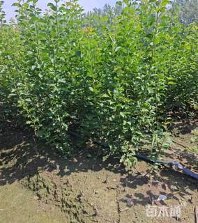 高度60厘米红梅小苗