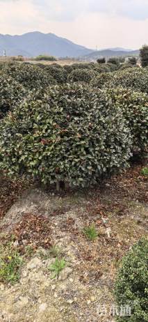 冠幅160厘米茶梅球