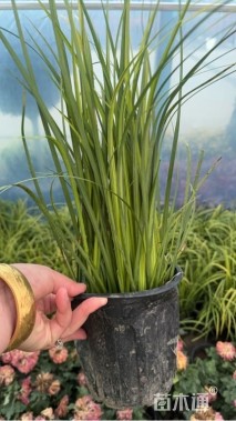 高度20厘米金叶石菖蒲