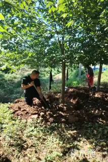 14公分二乔玉兰