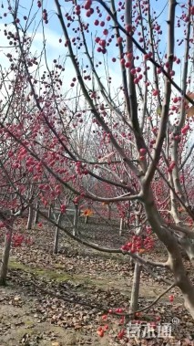 高度300厘米当娜海棠