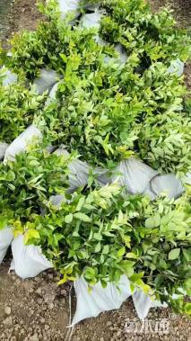 高度30厘米金森女贞小苗