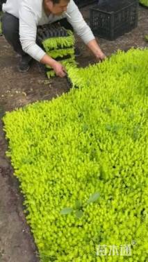 高度5厘米佛甲草