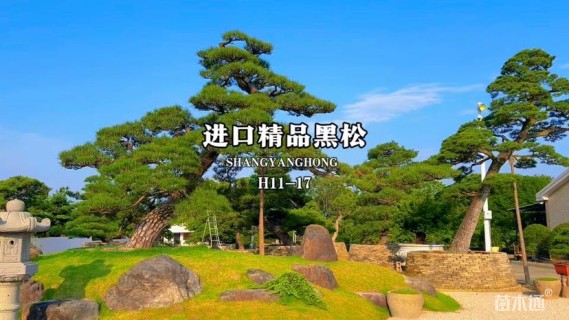 高度100厘米黑松