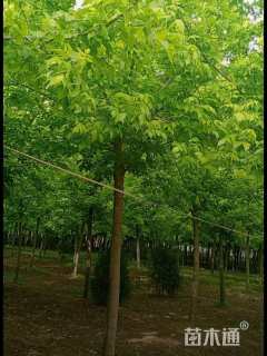 11公分金叶复叶槭