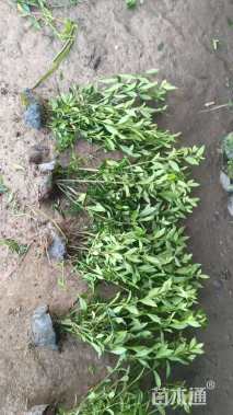 高度35厘米栀子