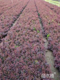 高度40厘米紫叶小檗