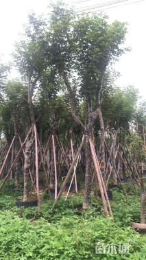 15公分黄花风铃木