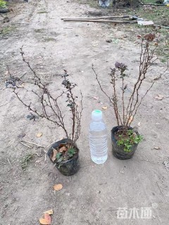 高度50厘米紫叶小檗