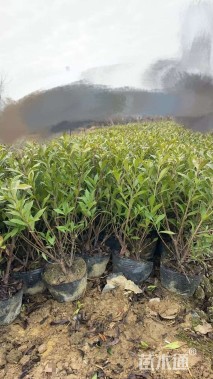 高度20厘米小叶栀子