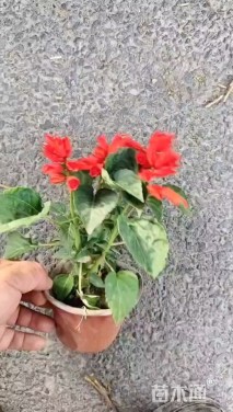 高度25厘米一串红