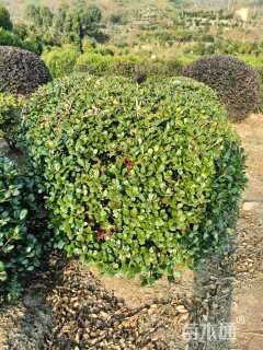 冠幅150厘米无刺枸骨球