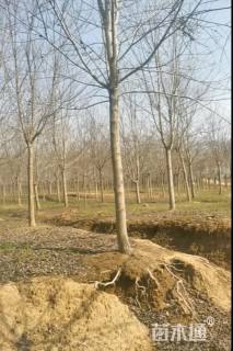 12公分美国红枫