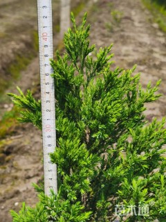 高度40厘米蜀桧