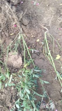 高度45厘米丰花月季