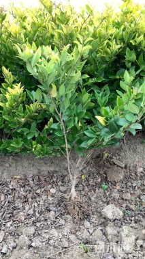 高度50厘米金森女贞