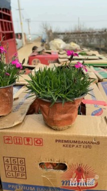 高度15厘米欧石竹