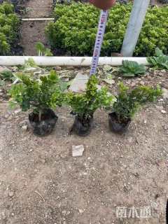 高度24厘米米兰