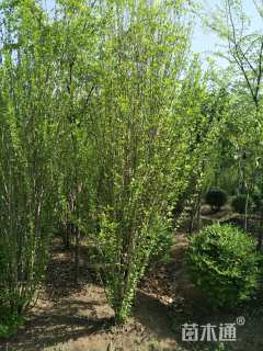 高度250厘米丛生木槿