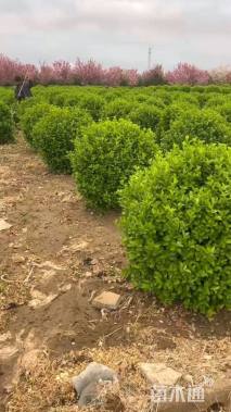 冠幅180厘米大叶黄杨球