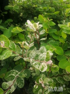 高度25厘米雪花木