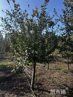 12公分北美海棠