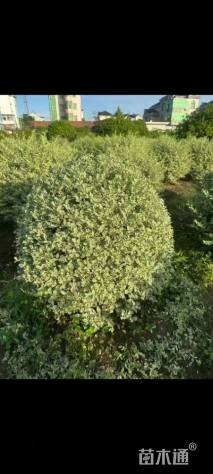 冠幅200厘米银姬小蜡球