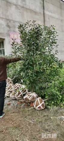 高度200厘米红叶石楠柱