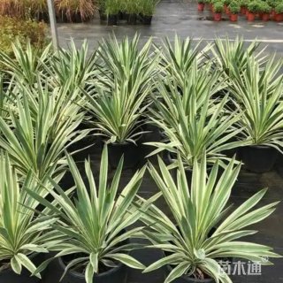 高度40厘米剑麻