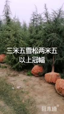 高度650厘米雪松