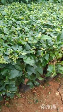 高度40厘米三角梅