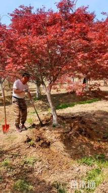 高度150厘米日本红枫-红舞姬