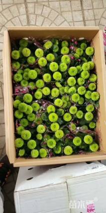 高度25厘米乒乓菊