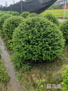 冠幅60厘米龟甲冬青球