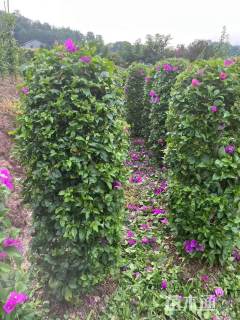 高度180厘米三角梅柱