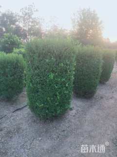 高度100厘米瓜子黄杨