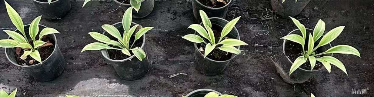 高度10厘米玉簪