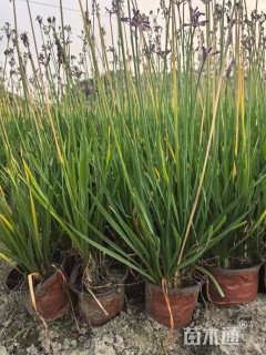 高度30厘米紫娇花