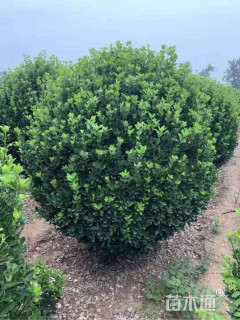 冠幅150厘米大叶黄杨球