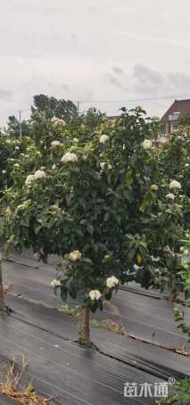 高度200厘米木绣球