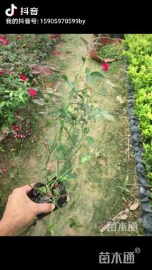 高度20厘米丰花月季