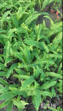 高度35厘米肾蕨