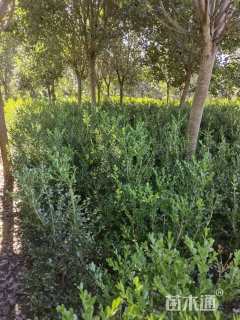 高度80厘米瓜子黄杨