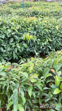 高度40厘米香樟小苗