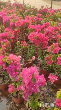 高度30厘米三角梅