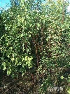 高度180厘米山杏小苗