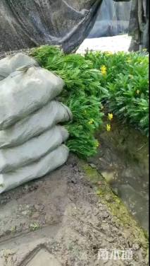 高度25厘米黄金菊