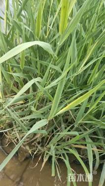 高度20厘米花叶芦竹